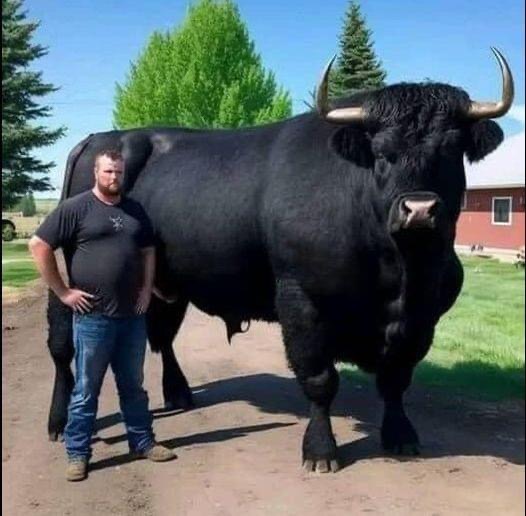 I recently spent 6,500 on this registered Black Angus bull.